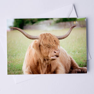 Grace Delnevo Cow Greeting Card